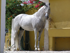 Portugal-Lisbon Area-Lusitano Riding Centre Alcainca Program A